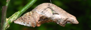 Pupae